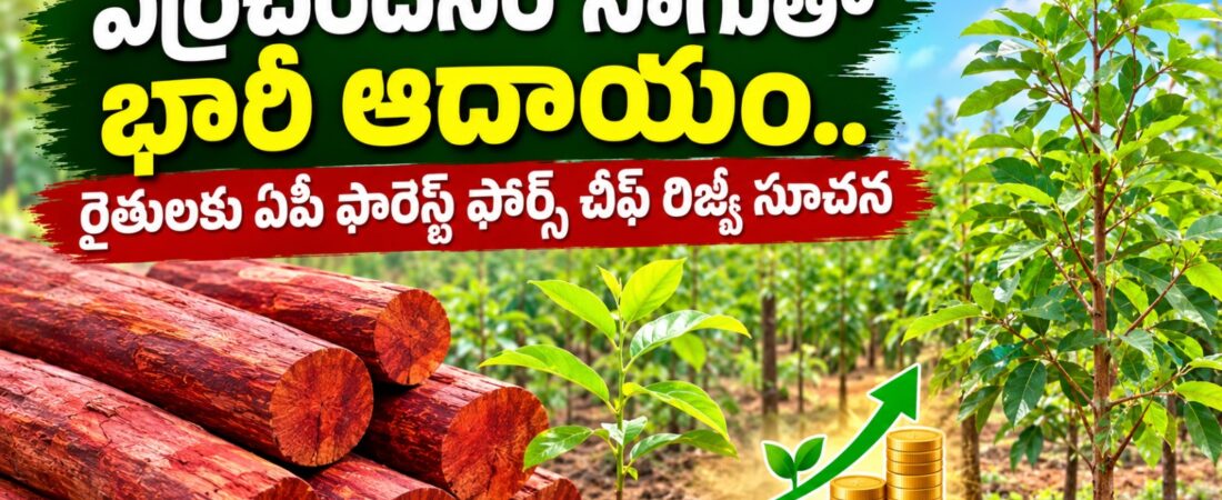 Red sandalwood farming plantation